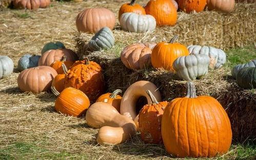 老五吃瓜群众是哪一集,揭秘神秘事件背后的真相