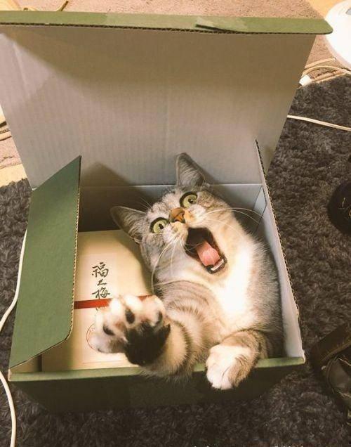 吃瓜群众近距离,揭秘娱乐圈幕后真相