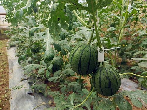 在线吃瓜51群众,在线吃瓜,揭秘网络舆论场