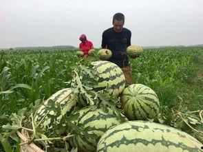 天津特色吃瓜群众