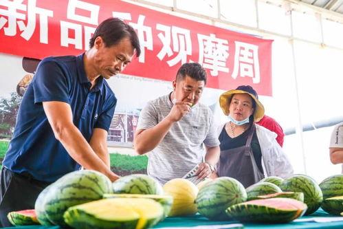 天津特色吃瓜群众