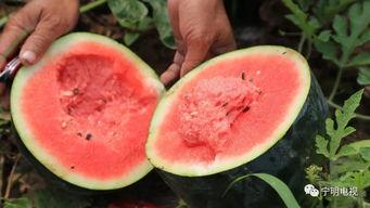 只想做一个吃瓜群众披萨,一场味蕾与娱乐的盛宴