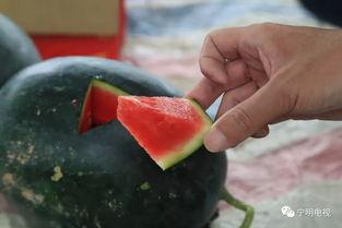 只想做一个吃瓜群众披萨,一场味蕾与娱乐的盛宴